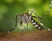 moustique fin octobre var moustiques west-nile Nil occidental hyères dengue moustique tigre retour moustiques tigres prévention aprés les pluies repulsif naturel