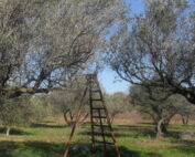 Mauvaise récolte d’olives 700 kilos d’olives Ollioules