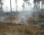 incendie de roquebrune