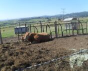 Vache l'amour est dans le pré