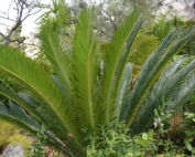 jardins jardin la seyne