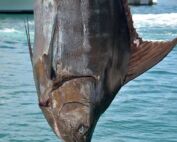 requin à antibes