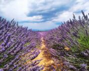 Plateau de Valensole