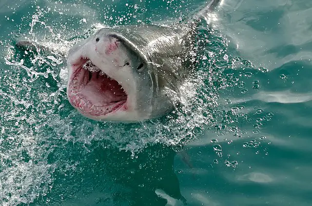 grand requin blanc