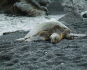 tortue ponte tortues pondre plage