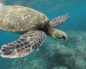 tortue marine Saint-Cyr-sur-Mer naissances tortues corse-du-sud