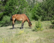 accident équestre La Martre cheval grimaud sauvé cheval accident