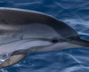 Marineland bébé dauphin 23 mammifères marins échoués dauphin mort plage de Sainte-Maxime dauphins baleines et cachalots dauphin Vieux-Port antibes dauphin Dauphins Saint-Mandrier