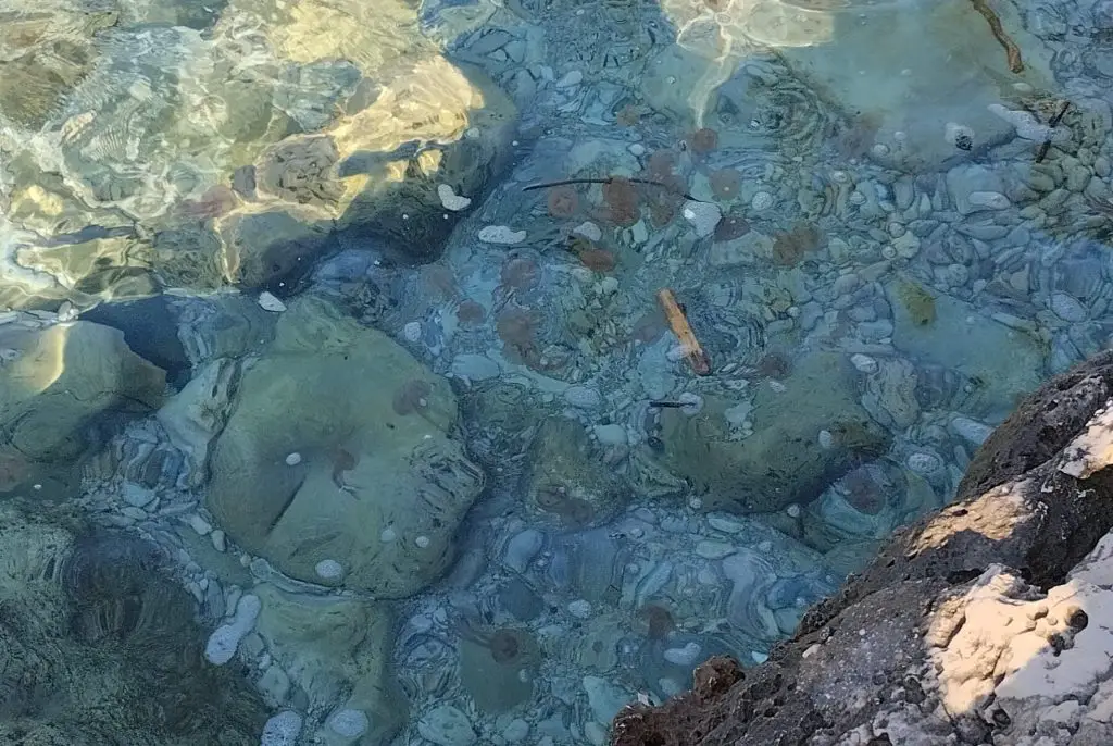 méduses var Méduses échouées La Ciotat Giens