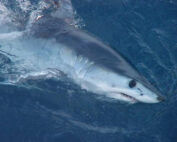 requin Hyères attaques de requin