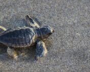 évènements 2023 éclosion œufs tortue Fréjus Villeneuve-Loubet 72 bébés tortues tortues porquerolles bébés tortues Villeneuve-Loubet bébés tortues Giens tortues var