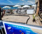 bébés tortues Saint-Cyr-sur-Mer protéger mammifères marins