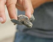 naissance tortues Alpes-Maritimes