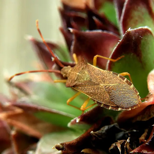 punaise Zelus renardii