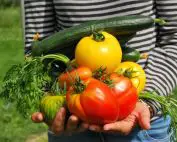 Green Friday alternatives au Black Friday préparez potager varois les saints de glaces