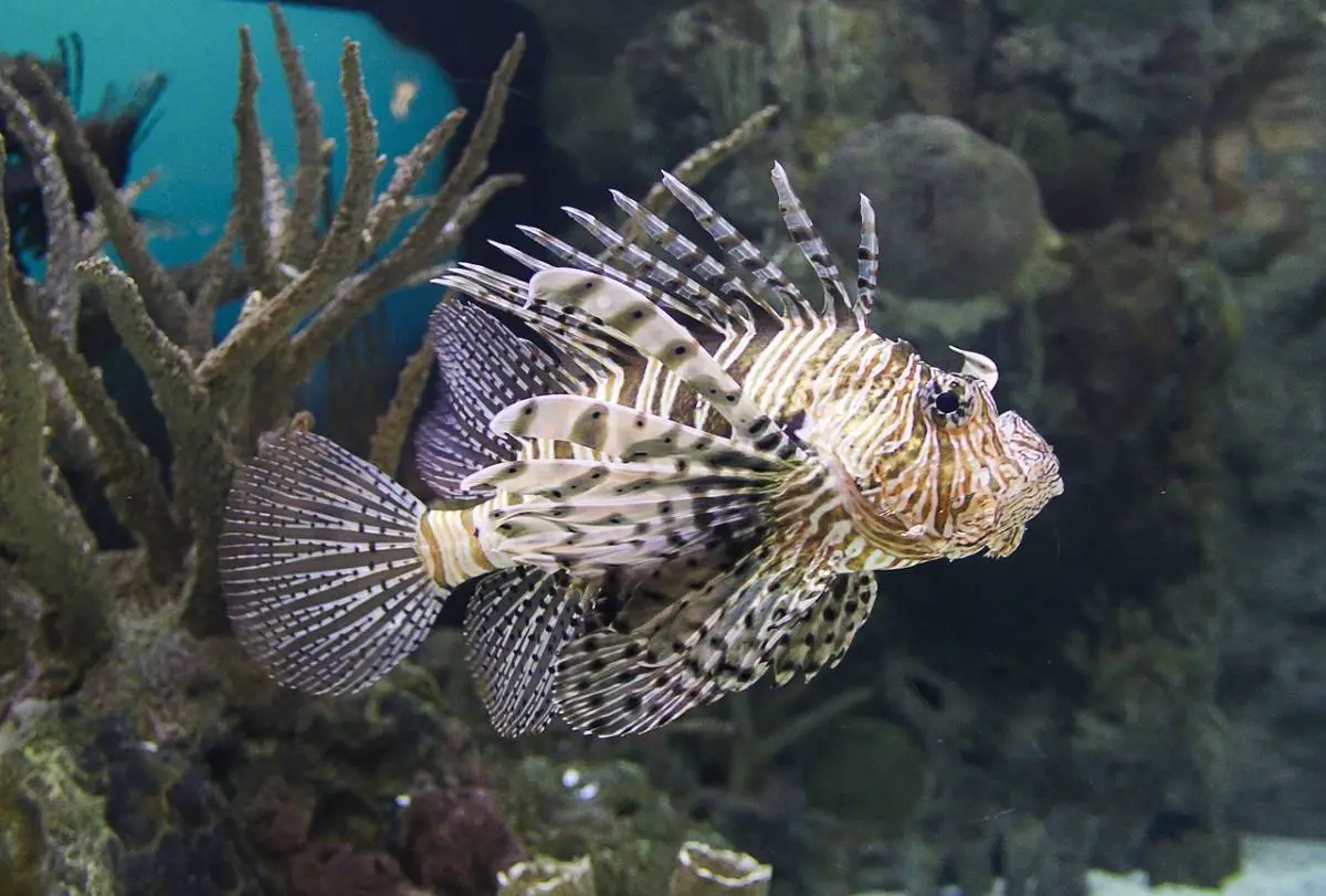 poisson lion méditerranée