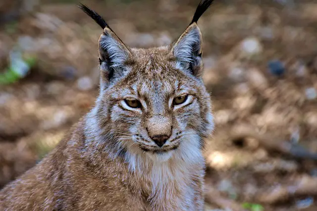 embrun lynx