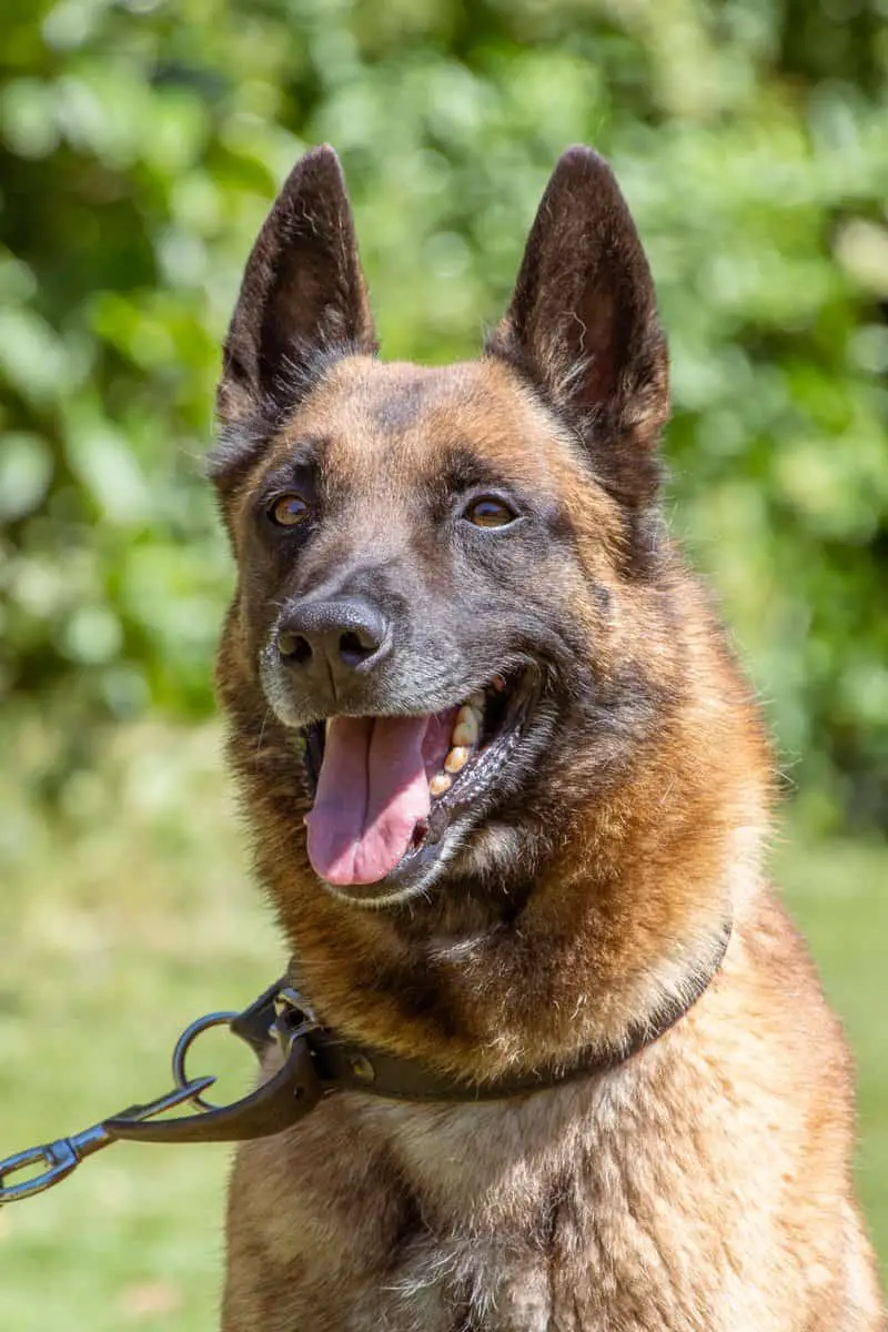 Luigi chien policier