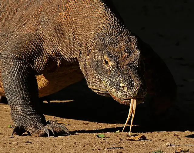 La Barben Komodo