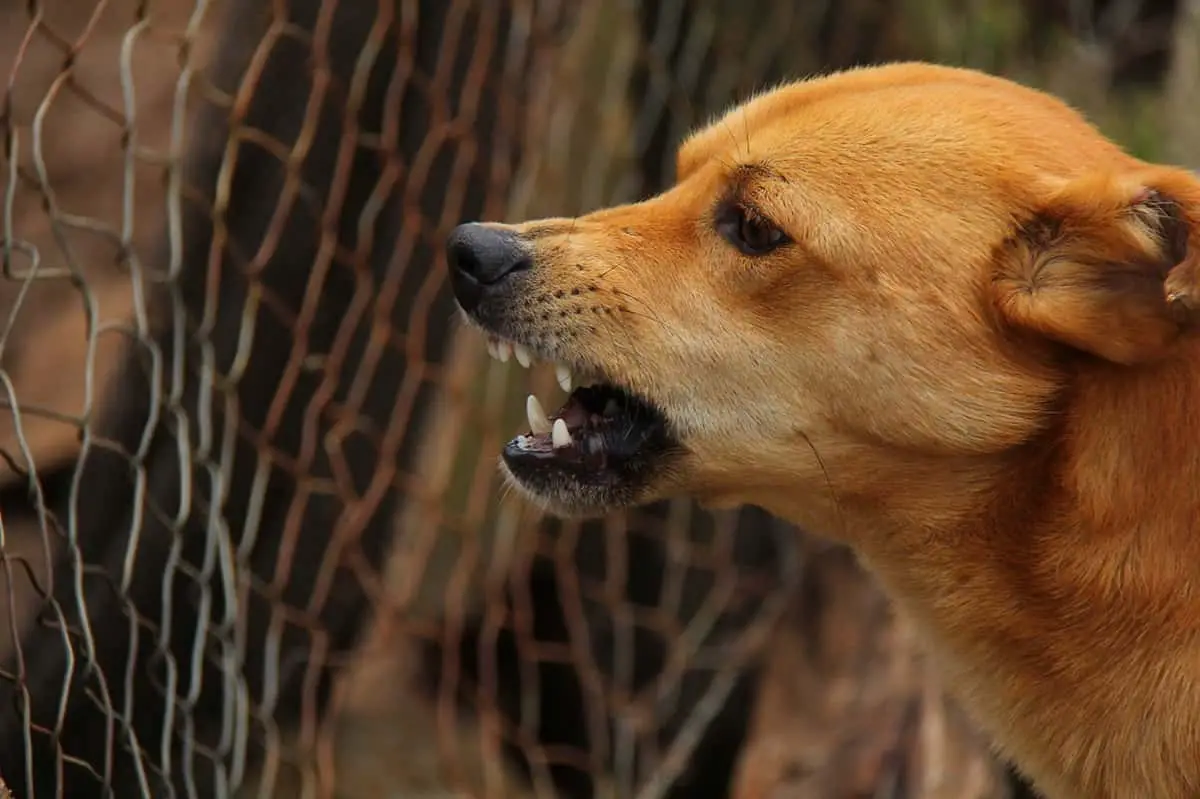 attaque de chien Marseille