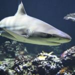 grand requin blanc