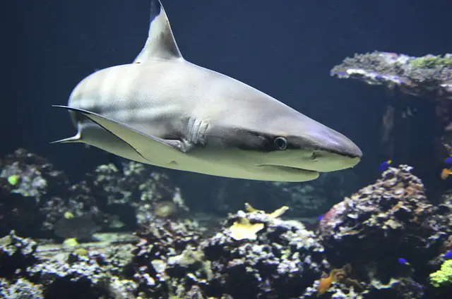 grand requin blanc