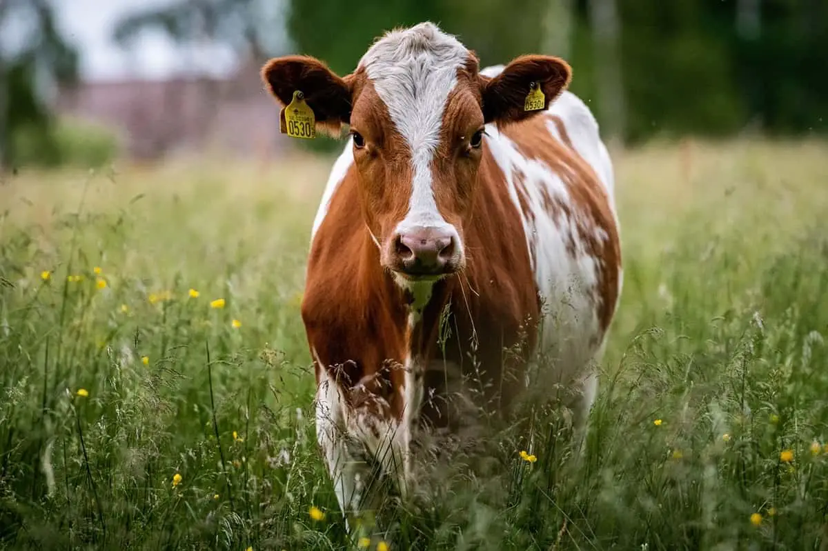 fièvre catarrhale ovine