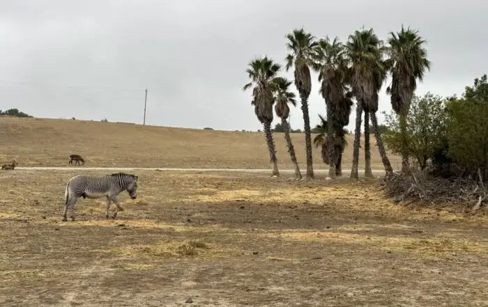 Réserve africaine de Sigean