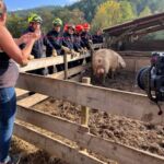 pompiers sauvetage d'animaux