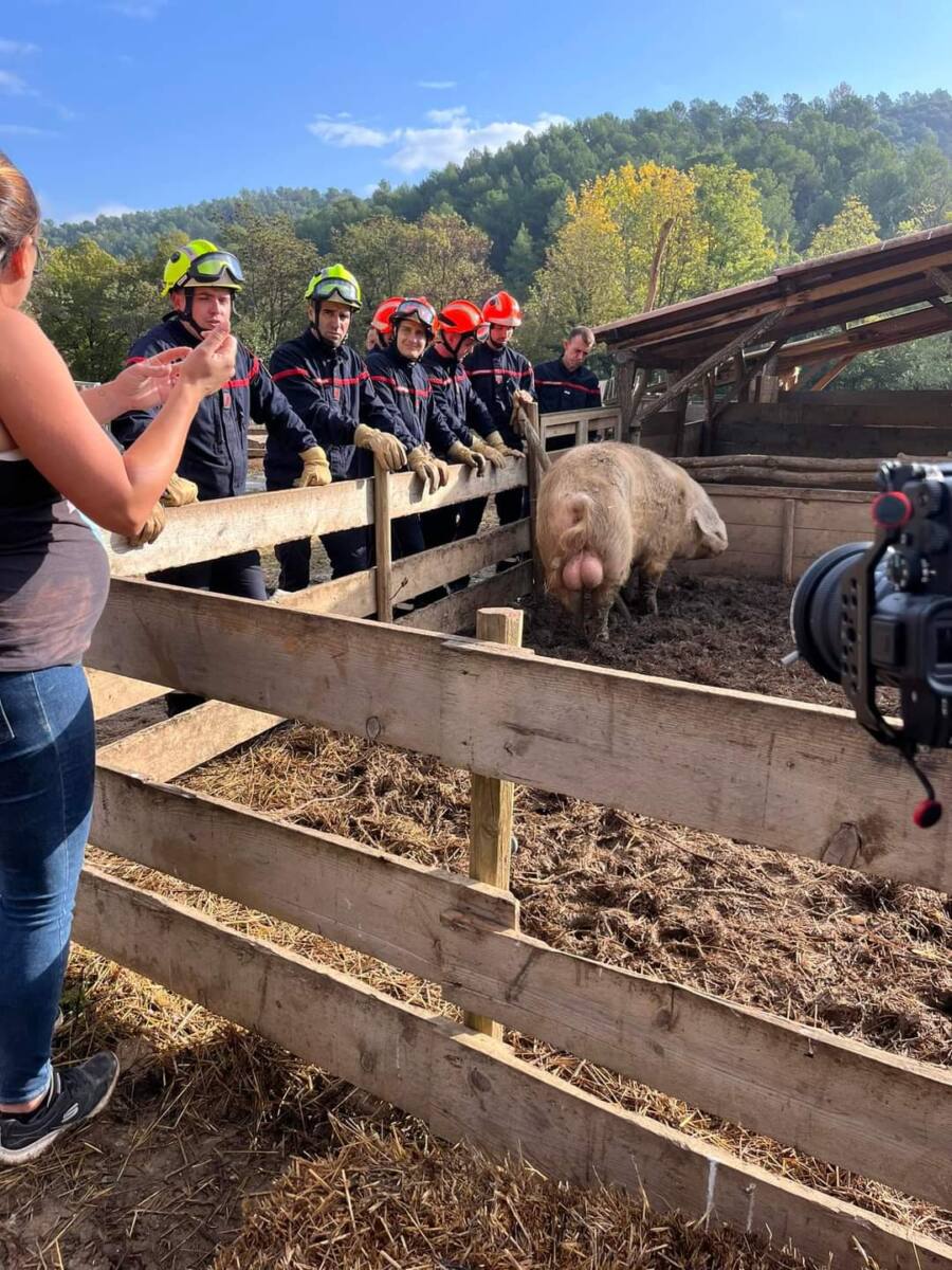 pompiers sauvetage d'animaux