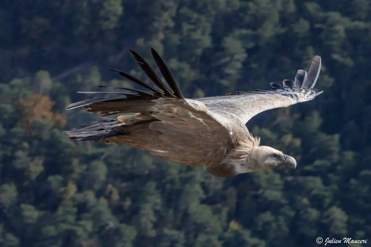 vautour fauve du Verdon