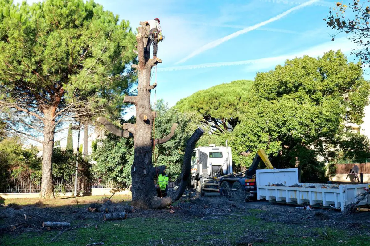 Abattage cèdre Six-Fours-les-Plages replantation platane