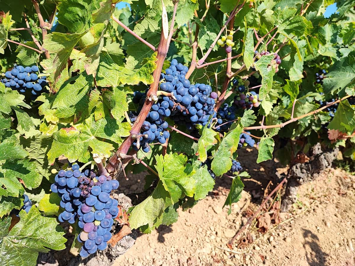 Vins de Bandol médaillés 2025 Des vignes dans le Var