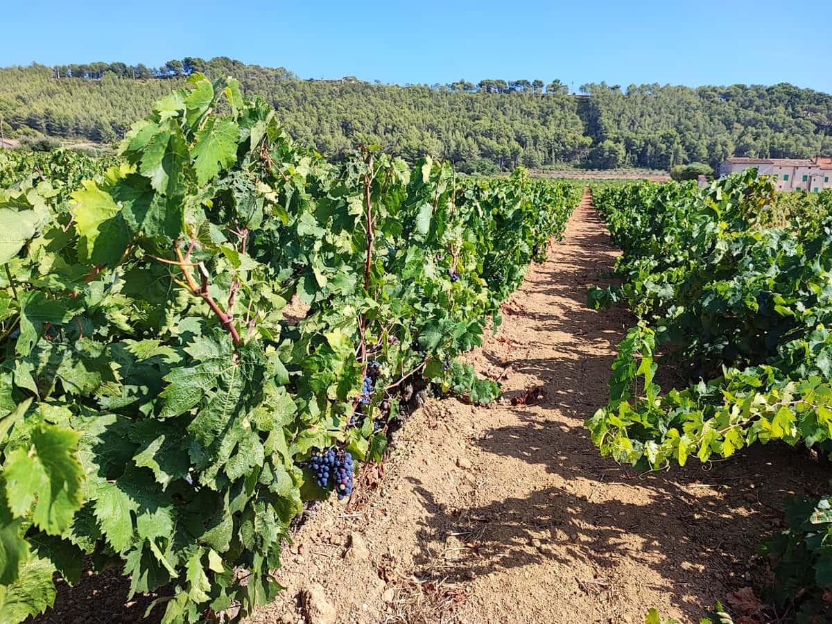 Des vignes dans le Var