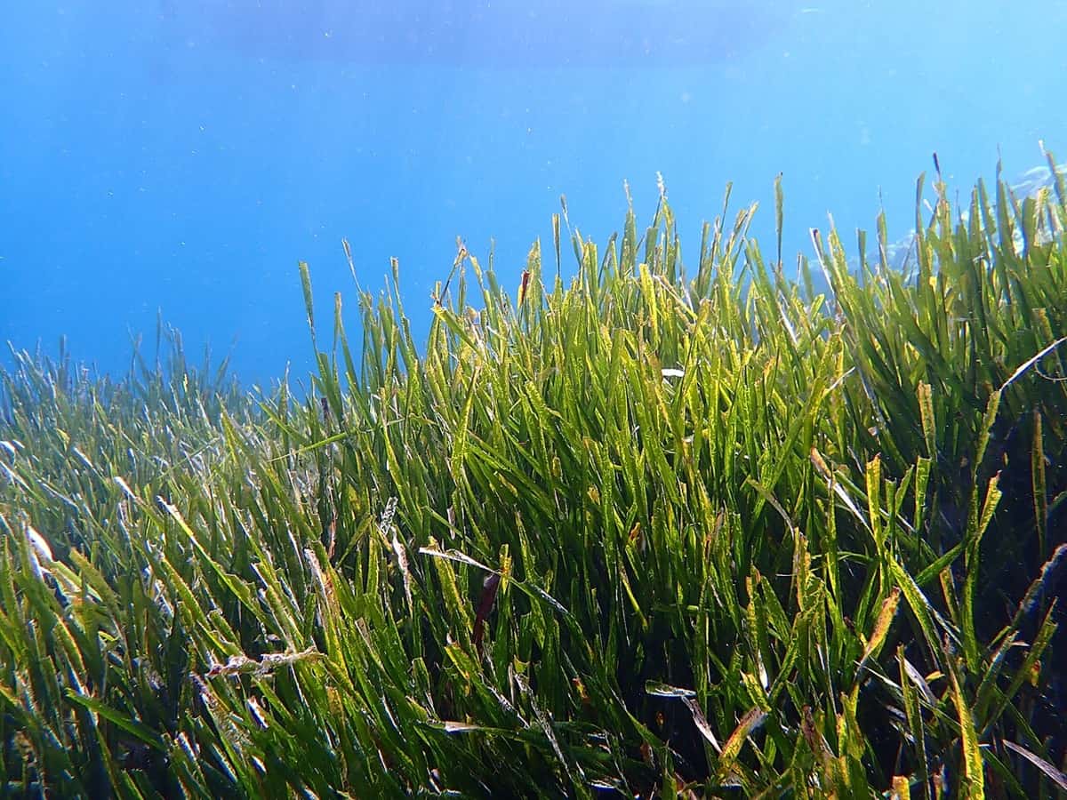 Le Tribunal Maritime reconnaît pour la première fois le préjudice écologique sur l’herbier de posidonie