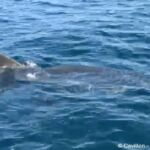 grand requin blanc Porquerolles