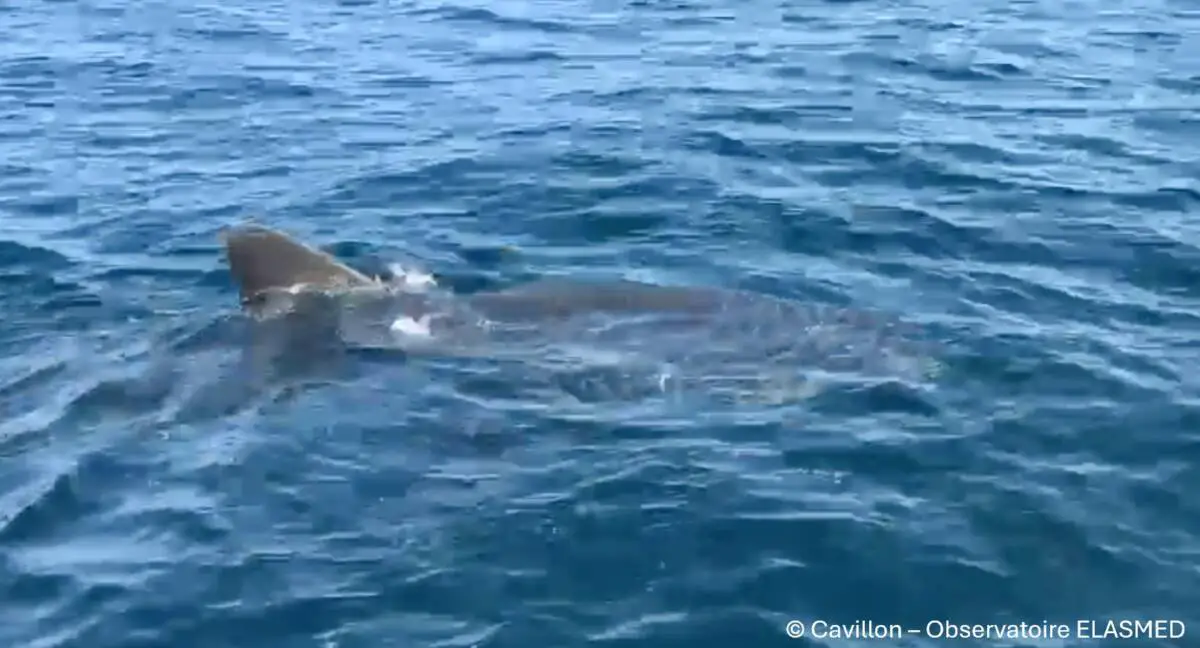 grand requin blanc Porquerolles