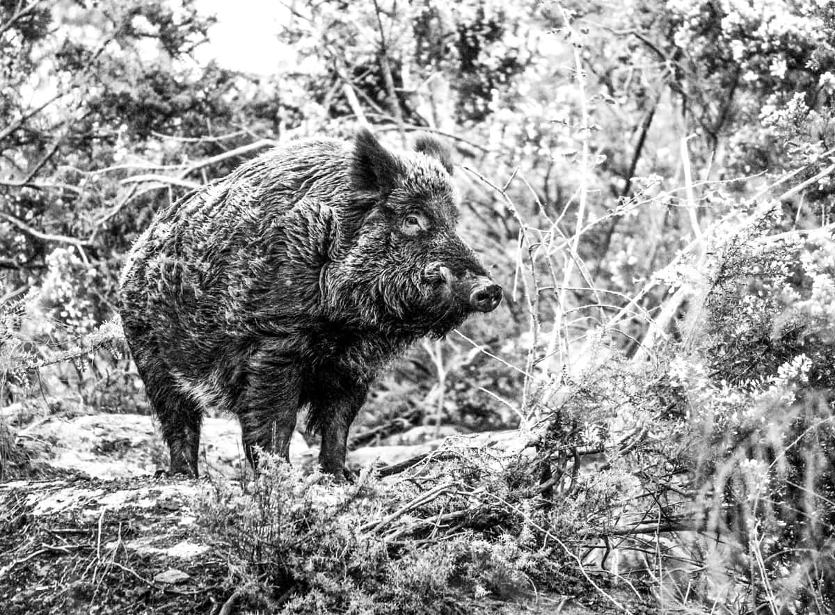 Un sanglier blanc fait une apparition rare dans le Var près de Toulon, on vous dit où !