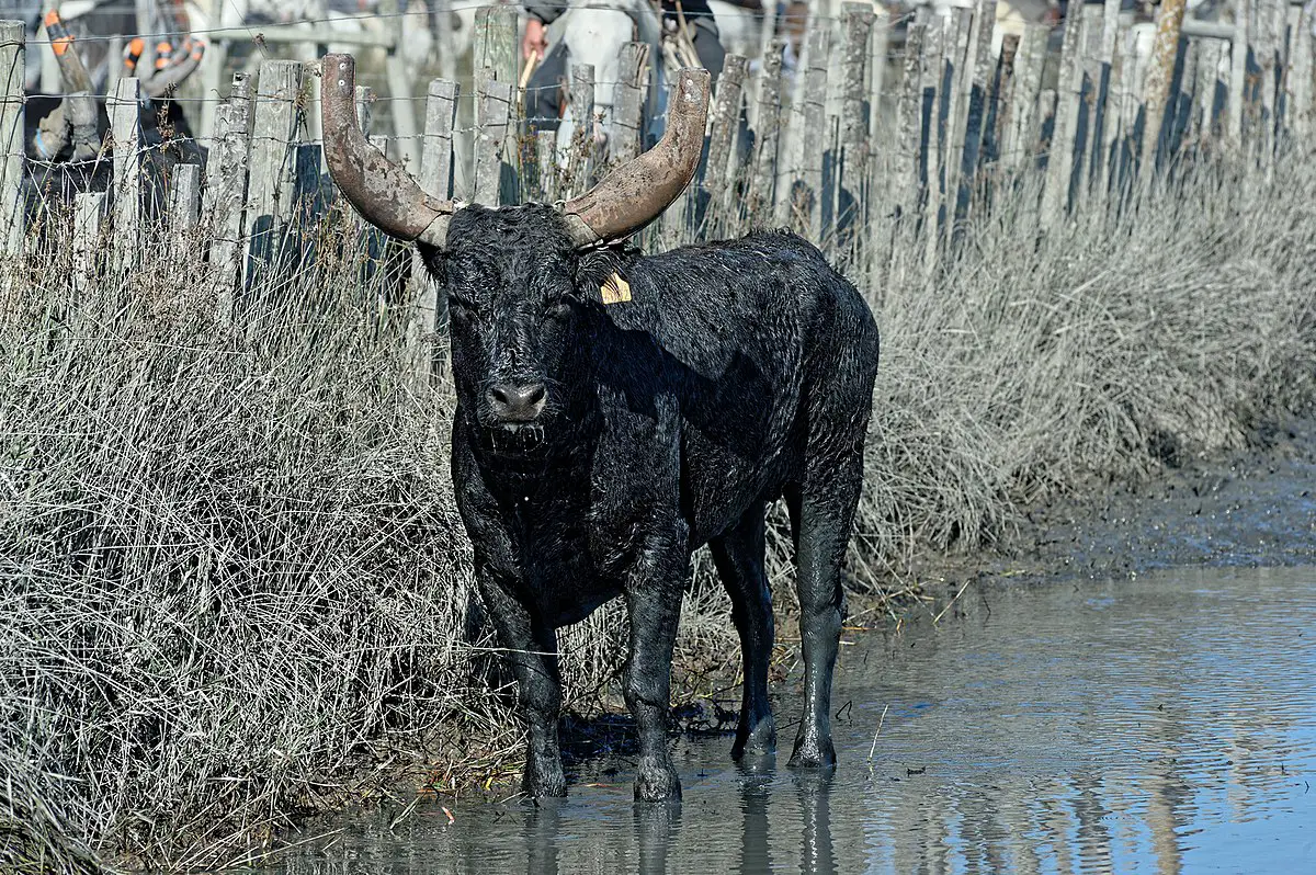 taureau camarguais