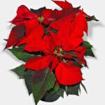 poinsettia