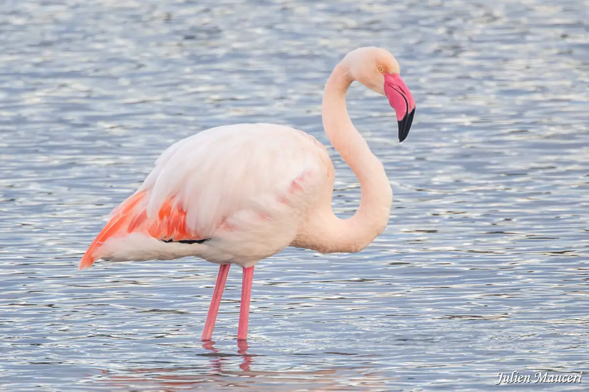 Concours photo Hyères flamant rose