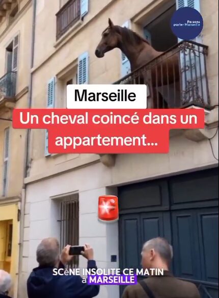 Vidéo cheval balcon Marseille