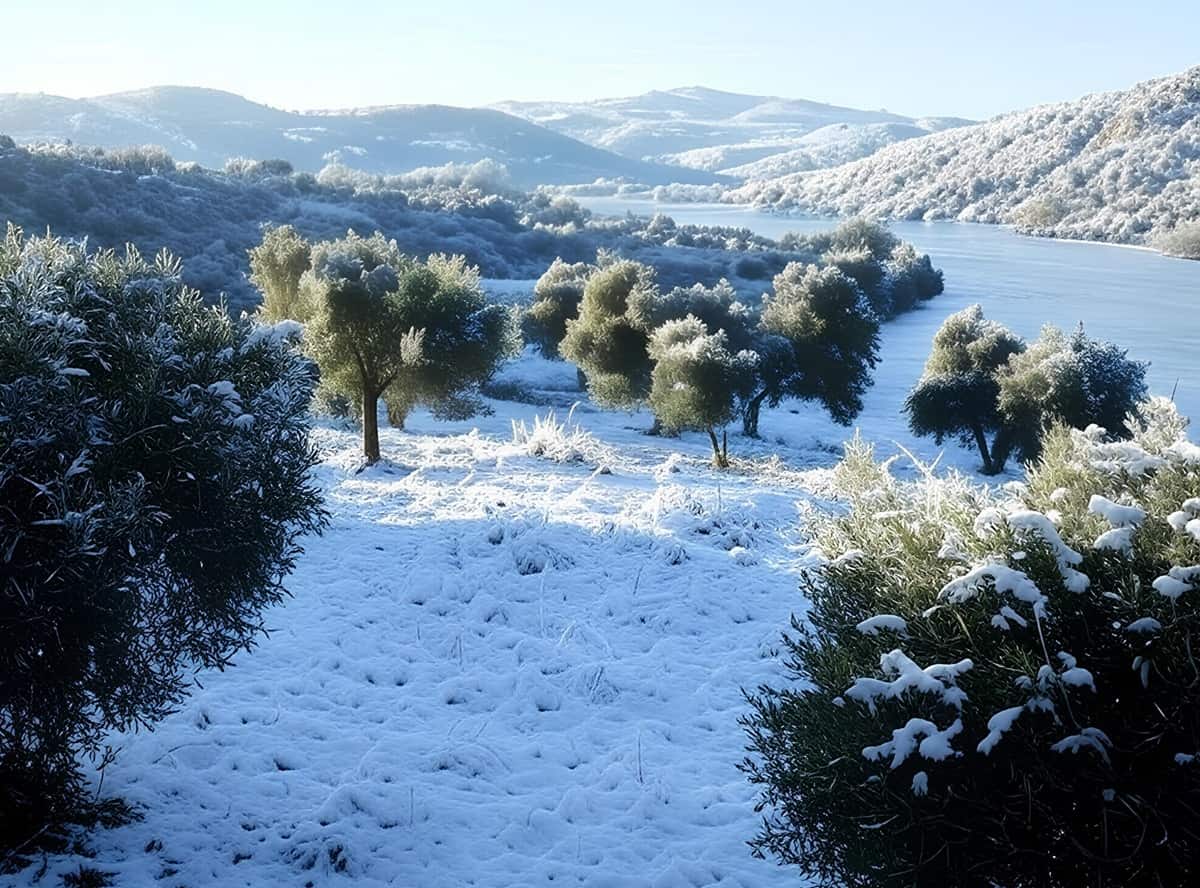 Froid tardif Var gelées